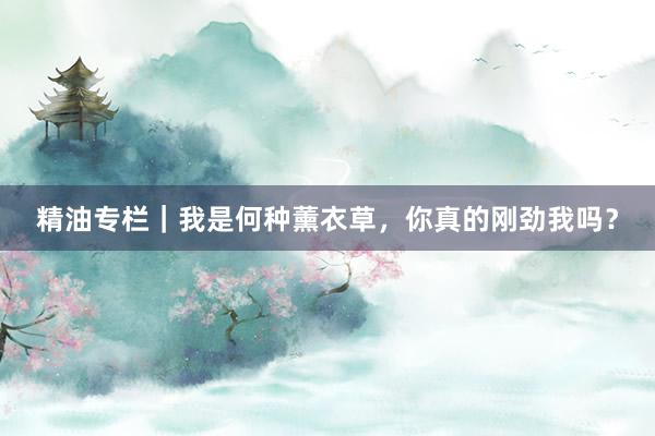 精油专栏｜我是何种薰衣草，你真的刚劲我吗？